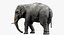 Asian Elephant Anatomy
