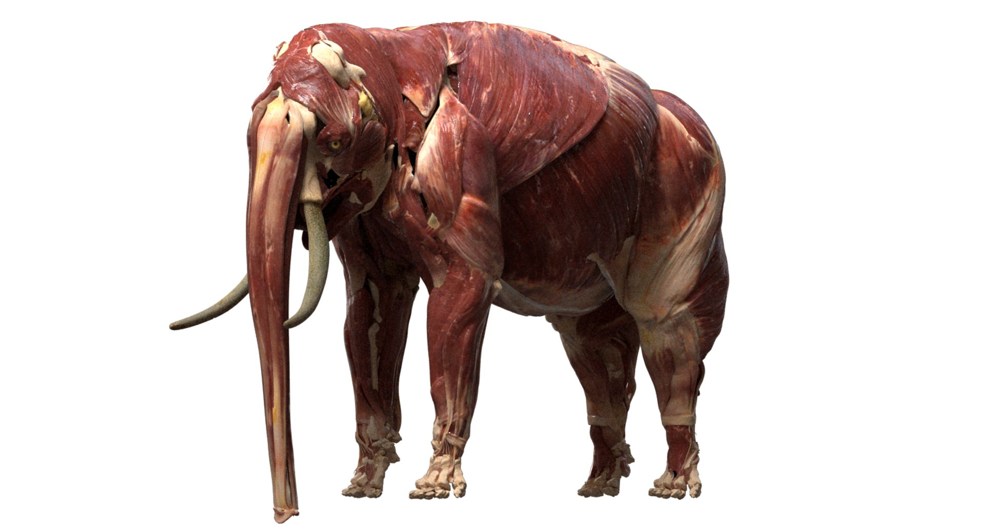 asian elephant anatomy 3D model https://p.turbosquid.com/ts-thumb/zh/xVVRuv/AkCV32k7/13/jpg/1552699784/1920x1080/fit_q87/ad7e24838cf85c472b957f697247bd10f52e586c/13.jpg
