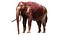 Asian Elephant Anatomy