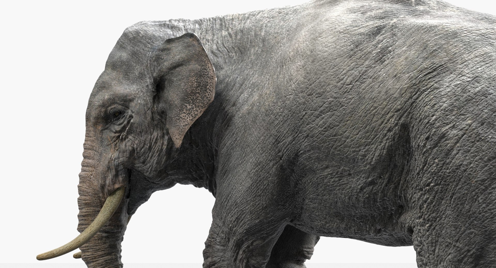 asian elephant anatomy 3D model https://p.turbosquid.com/ts-thumb/zh/xVVRuv/IGv9x0aF/29/jpg/1552699784/1920x1080/fit_q87/af17eceb6b624f6004c640a1ed9dd5a7d31737a4/29.jpg