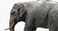 Asian Elephant Anatomy
