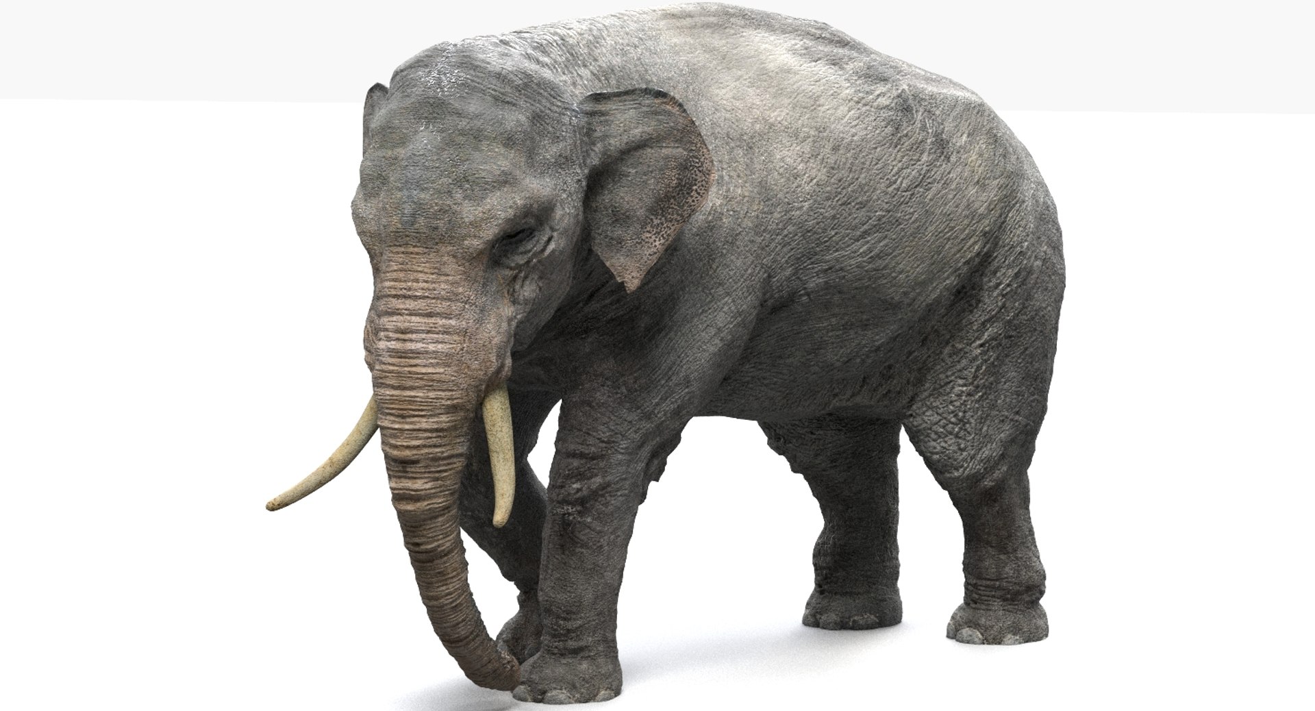 asian elephant anatomy 3D model https://p.turbosquid.com/ts-thumb/zh/xVVRuv/JPK0l9IL/35/jpg/1552699784/1920x1080/fit_q87/f3014d21fb10cebeee846e34e2cd42f7c550c2b1/35.jpg