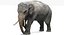 Asian Elephant Anatomy