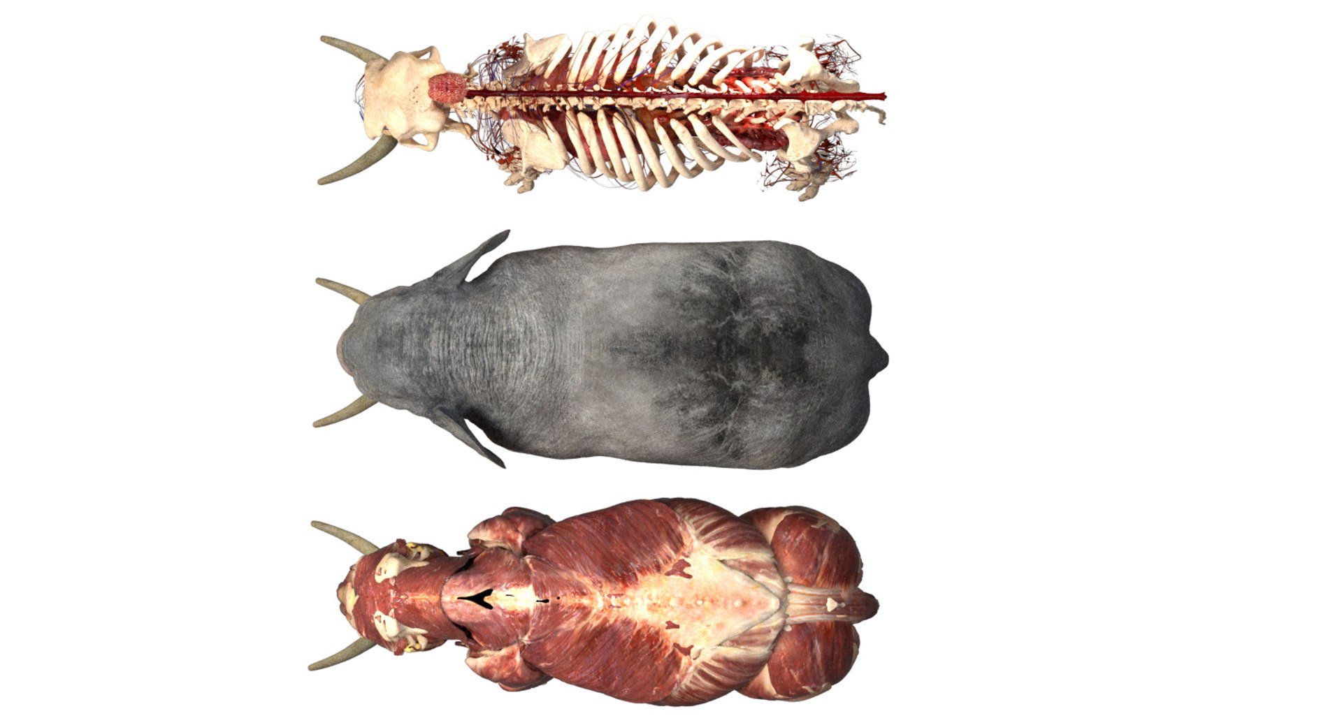 asian elephant anatomy 3D model https://p.turbosquid.com/ts-thumb/zh/xVVRuv/KSSKpSSF/04/jpg/1552699784/1920x1080/fit_q87/15d3aa524f67d810e0d49d5b4311ac5dc6f715b6/04.jpg