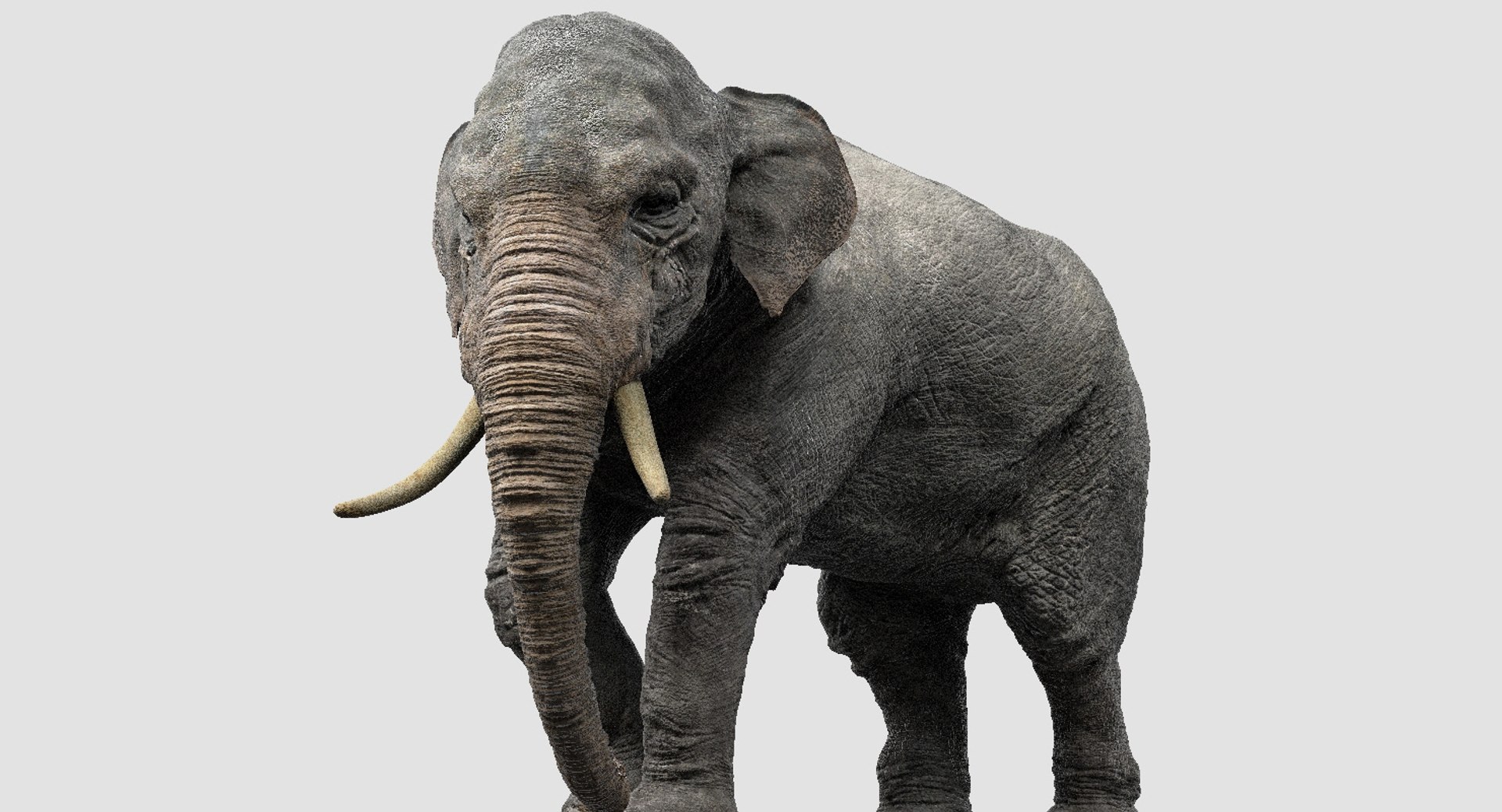 asian elephant anatomy 3D model https://p.turbosquid.com/ts-thumb/zh/xVVRuv/KdmQIbAV/31/jpg/1552699784/1920x1080/fit_q87/0a61fdeb62546a4265849bee1eac4530b237c139/31.jpg