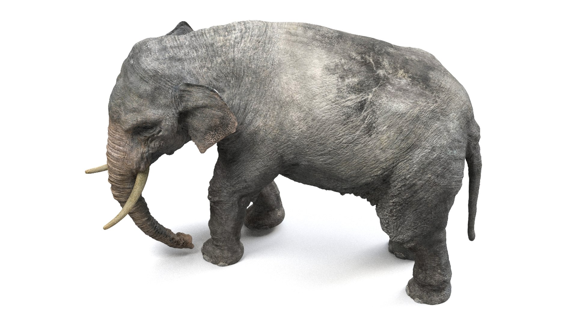 asian elephant anatomy 3D model https://p.turbosquid.com/ts-thumb/zh/xVVRuv/Lq0LWm8s/22/jpg/1552699784/1920x1080/fit_q87/d8a8a582dc4be3e544dbf62dc5b5c309a4926e5a/22.jpg