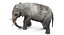 Asian Elephant Anatomy