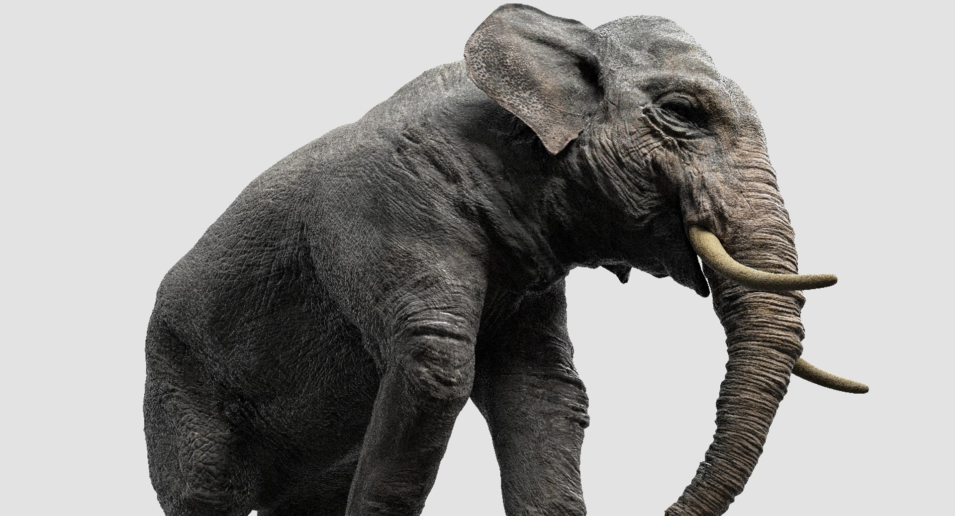 asian elephant anatomy 3D model https://p.turbosquid.com/ts-thumb/zh/xVVRuv/RUGsFdIp/30/jpg/1552699784/1920x1080/fit_q87/74c863bca13051fb364cfcb66b84e58ce96ca410/30.jpg