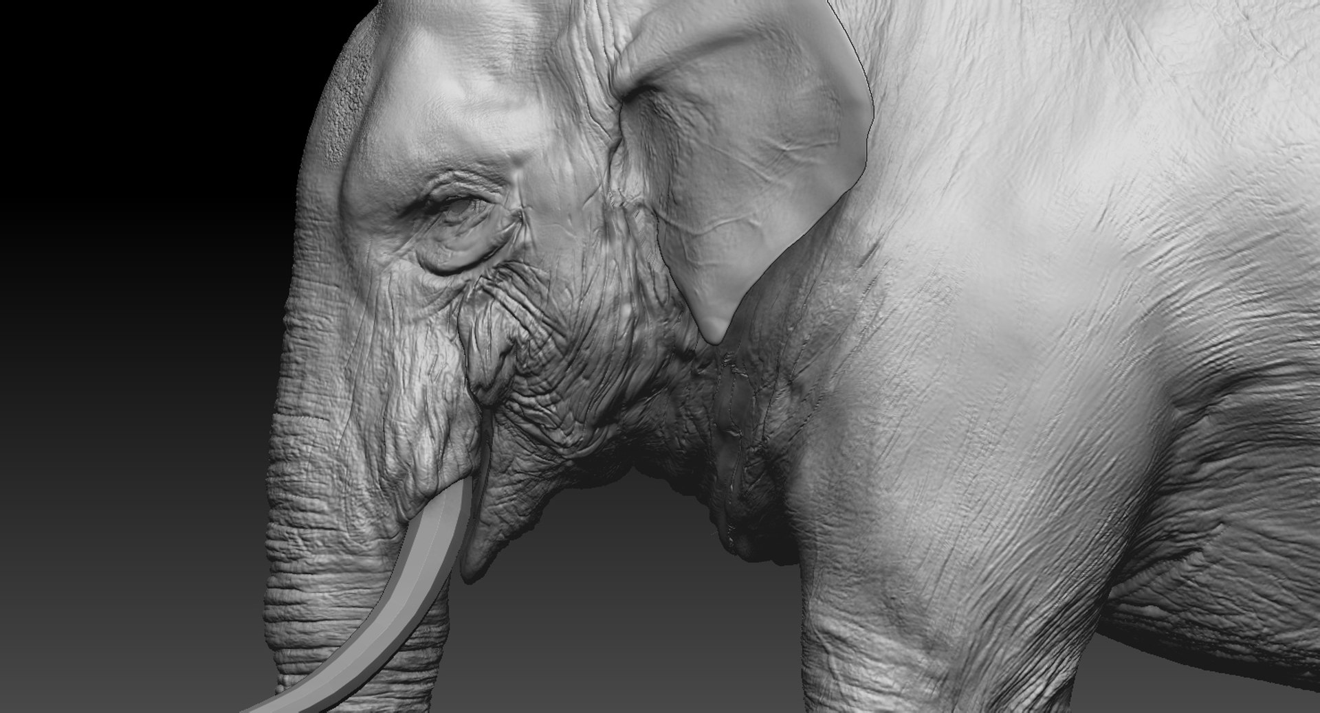 asian elephant anatomy 3D model https://p.turbosquid.com/ts-thumb/zh/xVVRuv/Yx3rIC7B/85/jpg/1552699784/1920x1080/fit_q87/0d90dea398791050bbd223bc924456b102e1214e/85.jpg