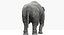 Asian Elephant Anatomy