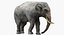 Asian Elephant Anatomy