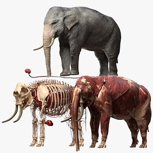 Asian Elephant Anatomy