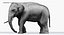 Asian Elephant Anatomy