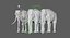 Asian Elephant Anatomy