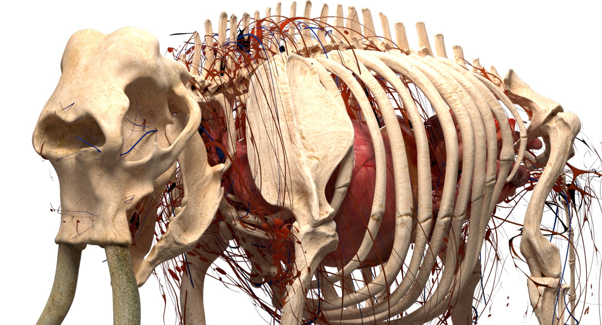 asian elephant anatomy 3D model https://p.turbosquid.com/ts-thumb/zh/xVVRuv/dtdwFL1Y/08/jpg/1552699784/1920x1080/fit_q87/d24b35117777ab8f0f6d9b7c7a25555786177feb/08.jpg