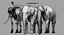 Asian Elephant Anatomy