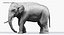 Asian Elephant Anatomy