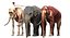 Asian Elephant Anatomy