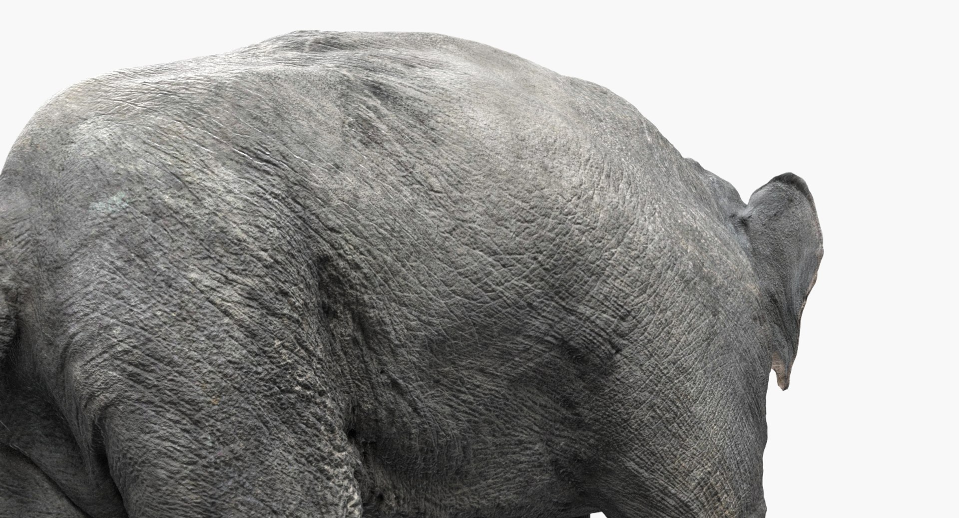 asian elephant anatomy 3D model https://p.turbosquid.com/ts-thumb/zh/xVVRuv/isHyB9ut/24/jpg/1552699784/1920x1080/fit_q87/fde55eb1d65a0599346517440f3fb732cbb1b759/24.jpg