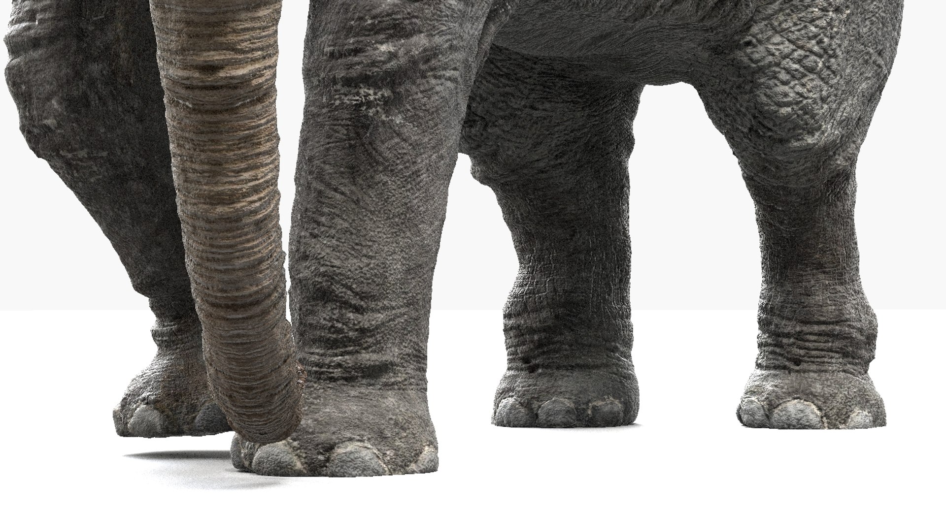 asian elephant anatomy 3D model https://p.turbosquid.com/ts-thumb/zh/xVVRuv/iysrtG6u/25/jpg/1552699784/1920x1080/fit_q87/8c525e9696b6541df32747ac8a4e4e781e6bb30f/25.jpg