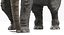 Asian Elephant Anatomy