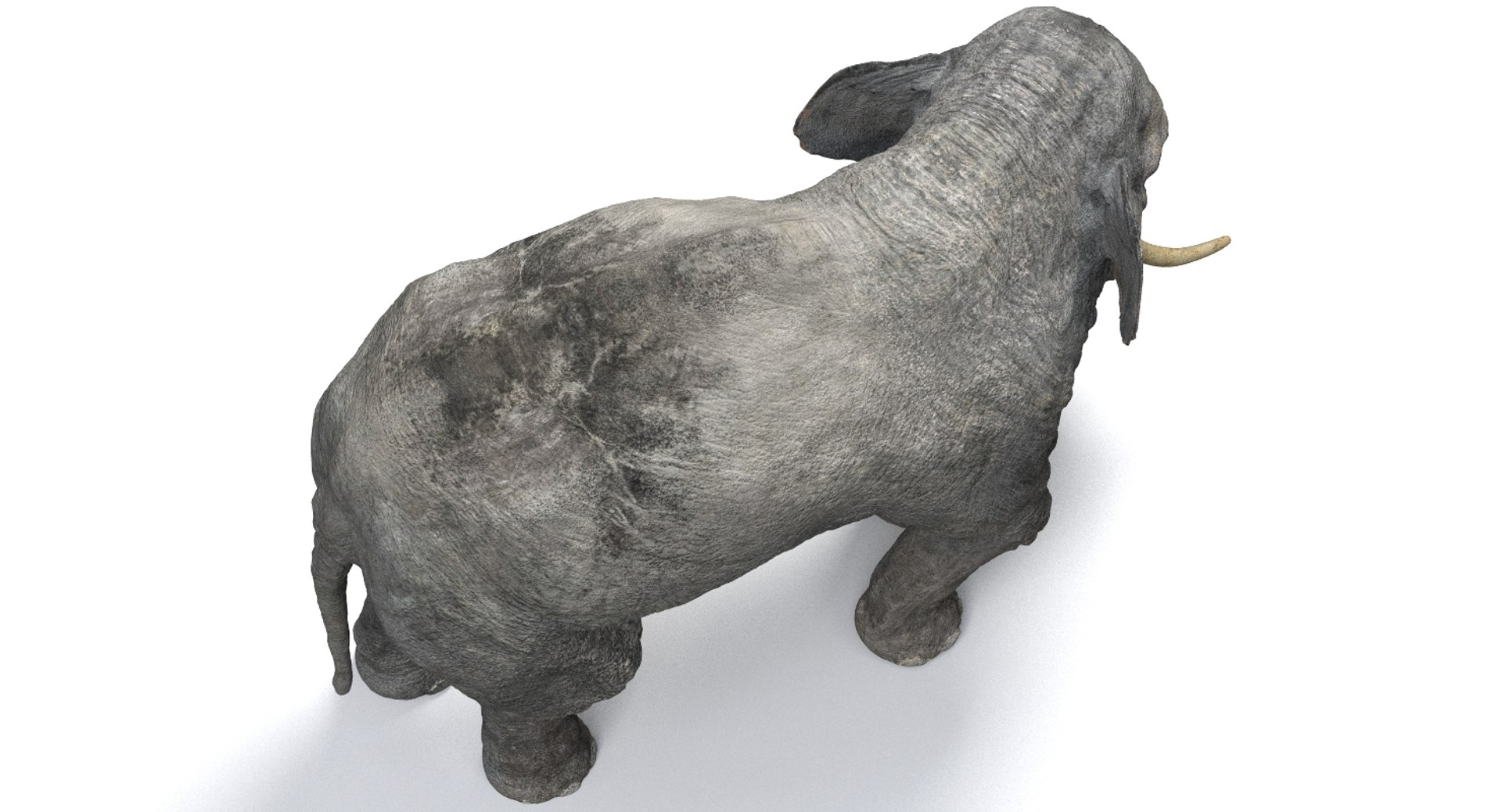 asian elephant anatomy 3D model https://p.turbosquid.com/ts-thumb/zh/xVVRuv/l1OqCejN/23/jpg/1552699784/1920x1080/fit_q87/a2ea4182ceb42f462d26bfb1e10b485ff8fa7e1b/23.jpg