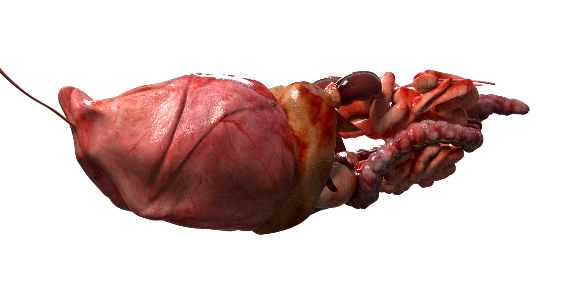 asian elephant anatomy 3D model https://p.turbosquid.com/ts-thumb/zh/xVVRuv/nKsAv2Lu/09/jpg/1552699784/1920x1080/fit_q87/996fcf06eb86e4489143a3bc958142483a703c0e/09.jpg