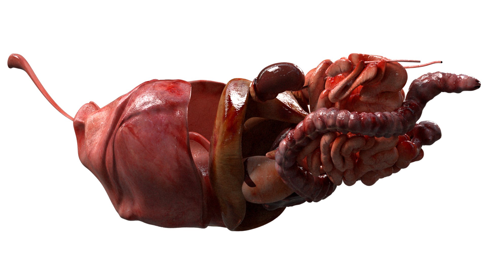 asian elephant anatomy 3D model https://p.turbosquid.com/ts-thumb/zh/xVVRuv/ovDW3oYP/12/jpg/1552699784/1920x1080/fit_q87/f236f7f88e7539a96ae04a711a4e0bf61a590ce1/12.jpg