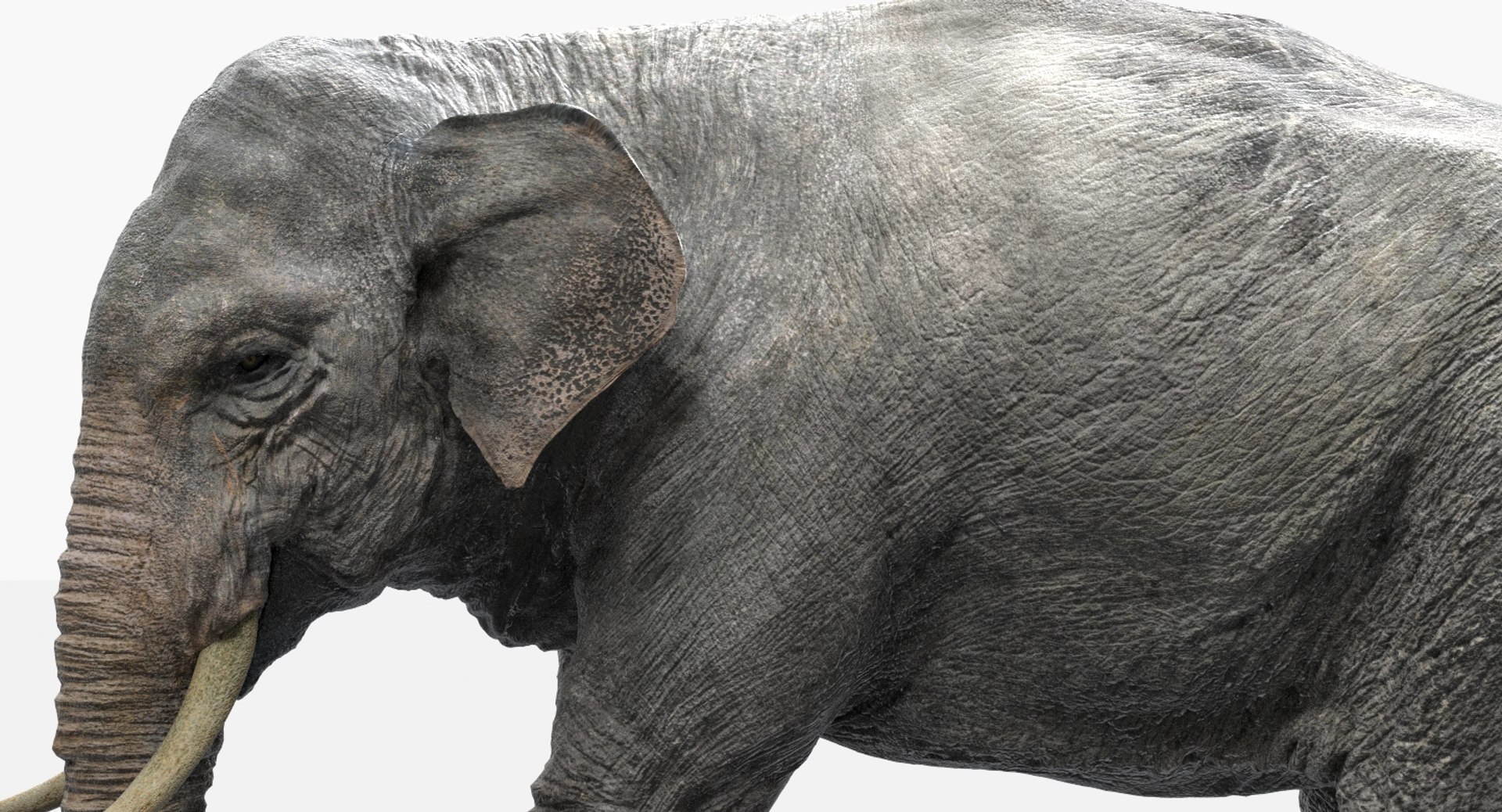 asian elephant anatomy 3D model https://p.turbosquid.com/ts-thumb/zh/xVVRuv/phmW7hXB/32/jpg/1552699784/1920x1080/fit_q87/b7aa3f4b3c09d8a2d4c413eb71dc1c22d2b9e56b/32.jpg