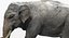 Asian Elephant Anatomy