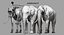 Asian Elephant Anatomy