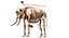 Asian Elephant Anatomy