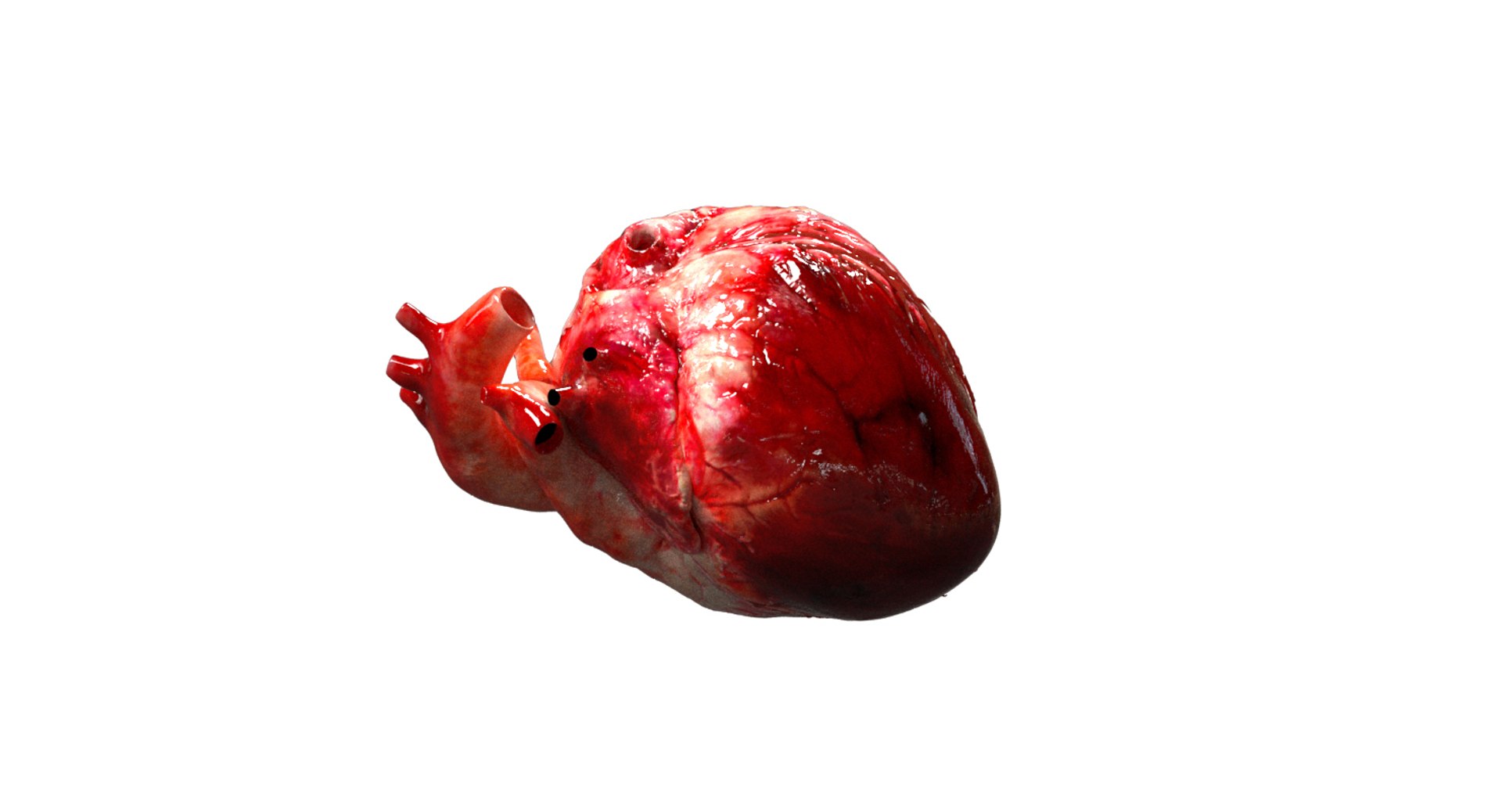 asian elephant anatomy 3D model https://p.turbosquid.com/ts-thumb/zh/xVVRuv/u5mjag25/10/jpg/1552699784/1920x1080/fit_q87/c48f5131dd34f7d66813e1f43fd751472089d0c5/10.jpg