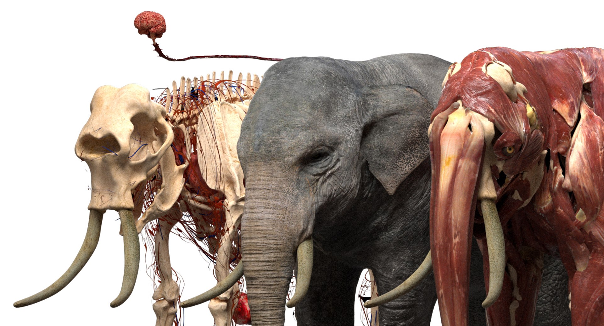 asian elephant anatomy 3D model https://p.turbosquid.com/ts-thumb/zh/xVVRuv/wm65em7T/03/jpg/1552699784/1920x1080/fit_q87/07e72313861e25a11403bb18ba24de30376de35c/03.jpg