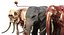 Asian Elephant Anatomy