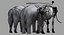 Asian Elephant Anatomy