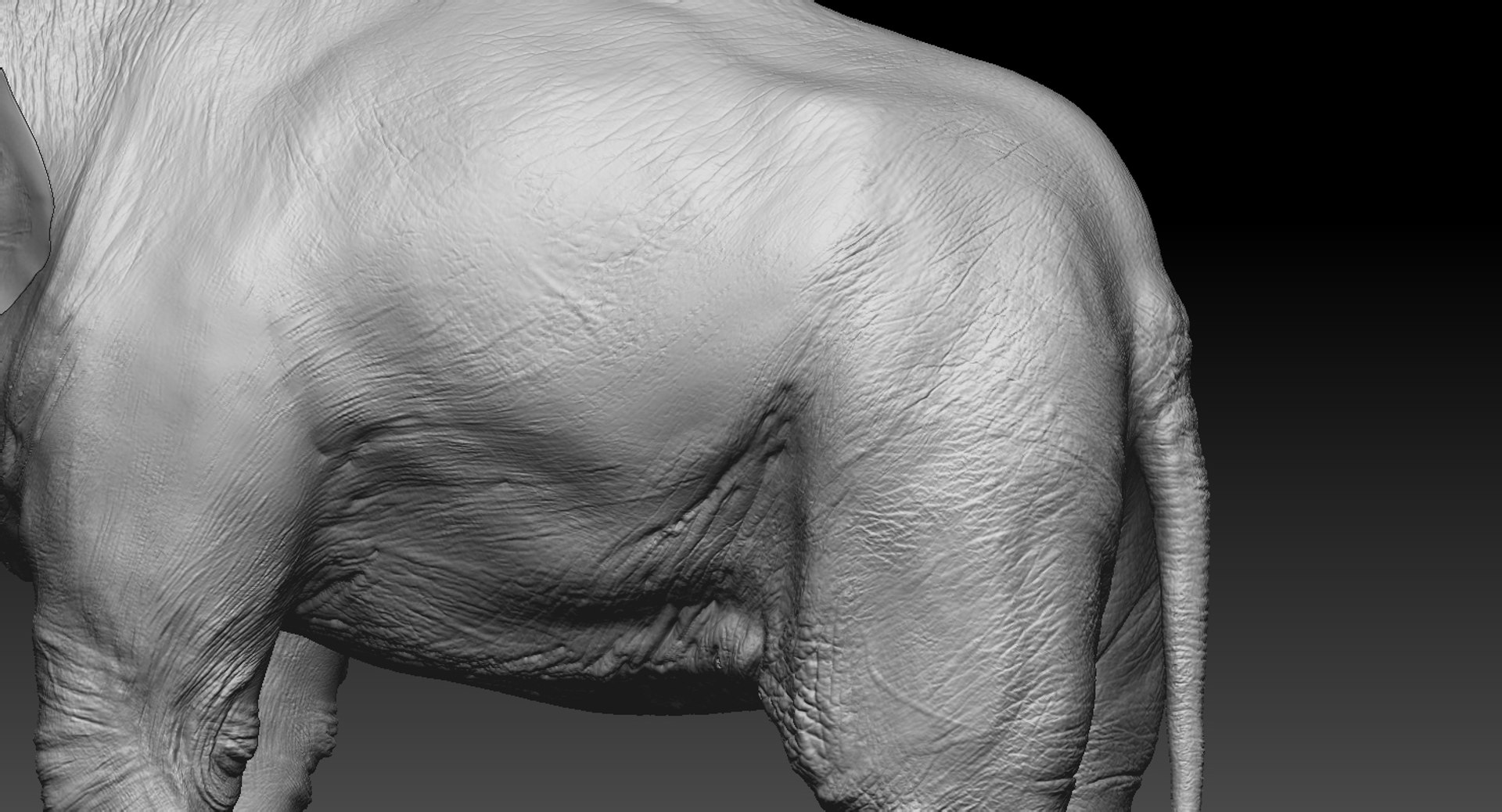 asian elephant anatomy 3D model https://p.turbosquid.com/ts-thumb/zh/xVVRuv/zS2AnV2T/86/jpg/1552699785/1920x1080/fit_q87/f46ac845f8004fd2eb5a0f3458b5d37cbf3d41c7/86.jpg
