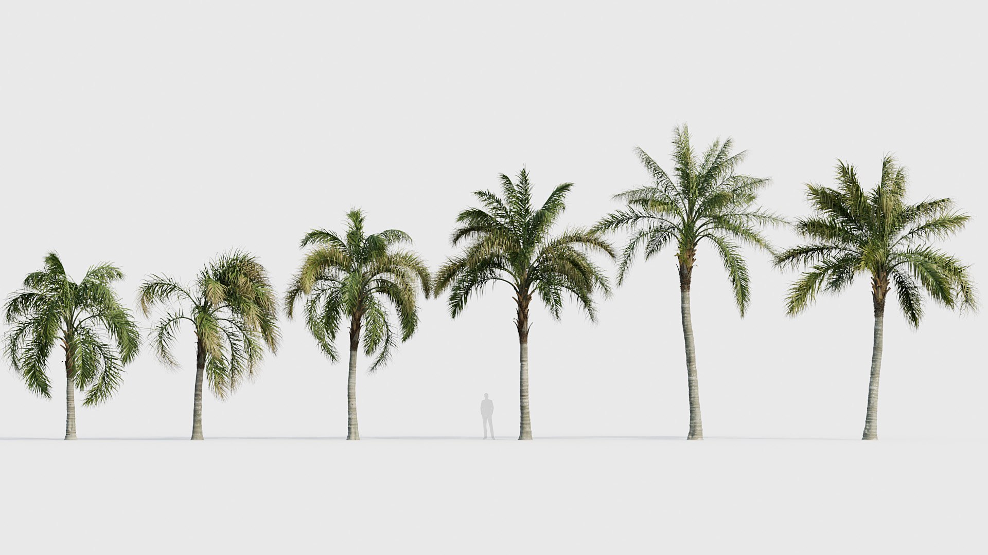 Syagrus Romanzoffiana Queen Palm 04 3D Model 3D TurboSquid 2173975