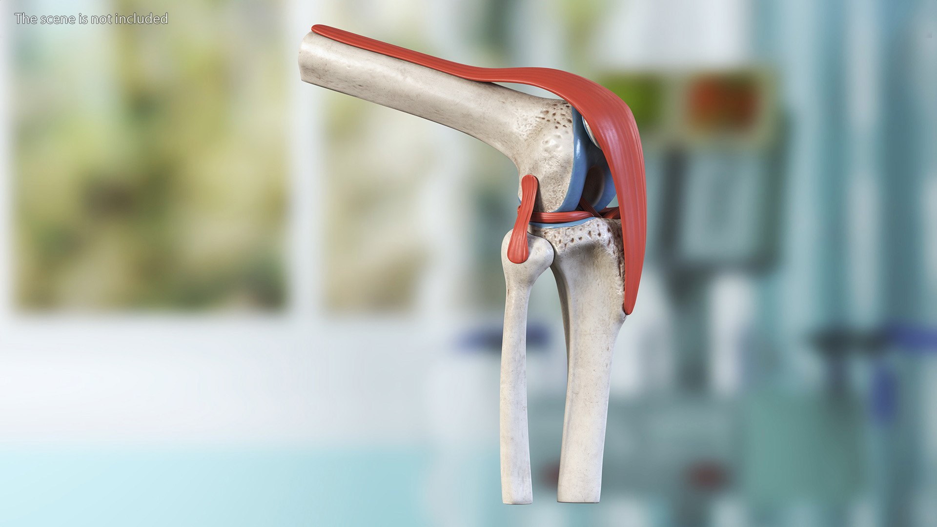 3D Knee Joint Model Rigged https://p.turbosquid.com/ts-thumb/zi/4PL5cK/2F/kneejointmodelriggedmb3dmodel004/jpg/1719639184/1920x1080/fit_q87/7bd0432542bda68aaf80485fa0f77f7847da3153/kneejointmodelriggedmb3dmodel004.jpg
