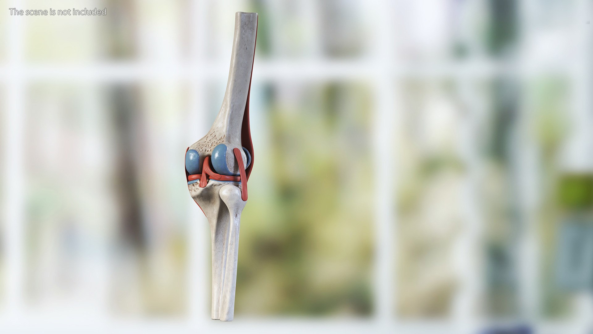 3D Knee Joint Model Rigged https://p.turbosquid.com/ts-thumb/zi/4PL5cK/2q/kneejointmodelriggedmb3dmodel005/jpg/1719639188/1920x1080/fit_q87/3f09bb42b4fc73a0893d36d7b2b4c19177f4f4ac/kneejointmodelriggedmb3dmodel005.jpg