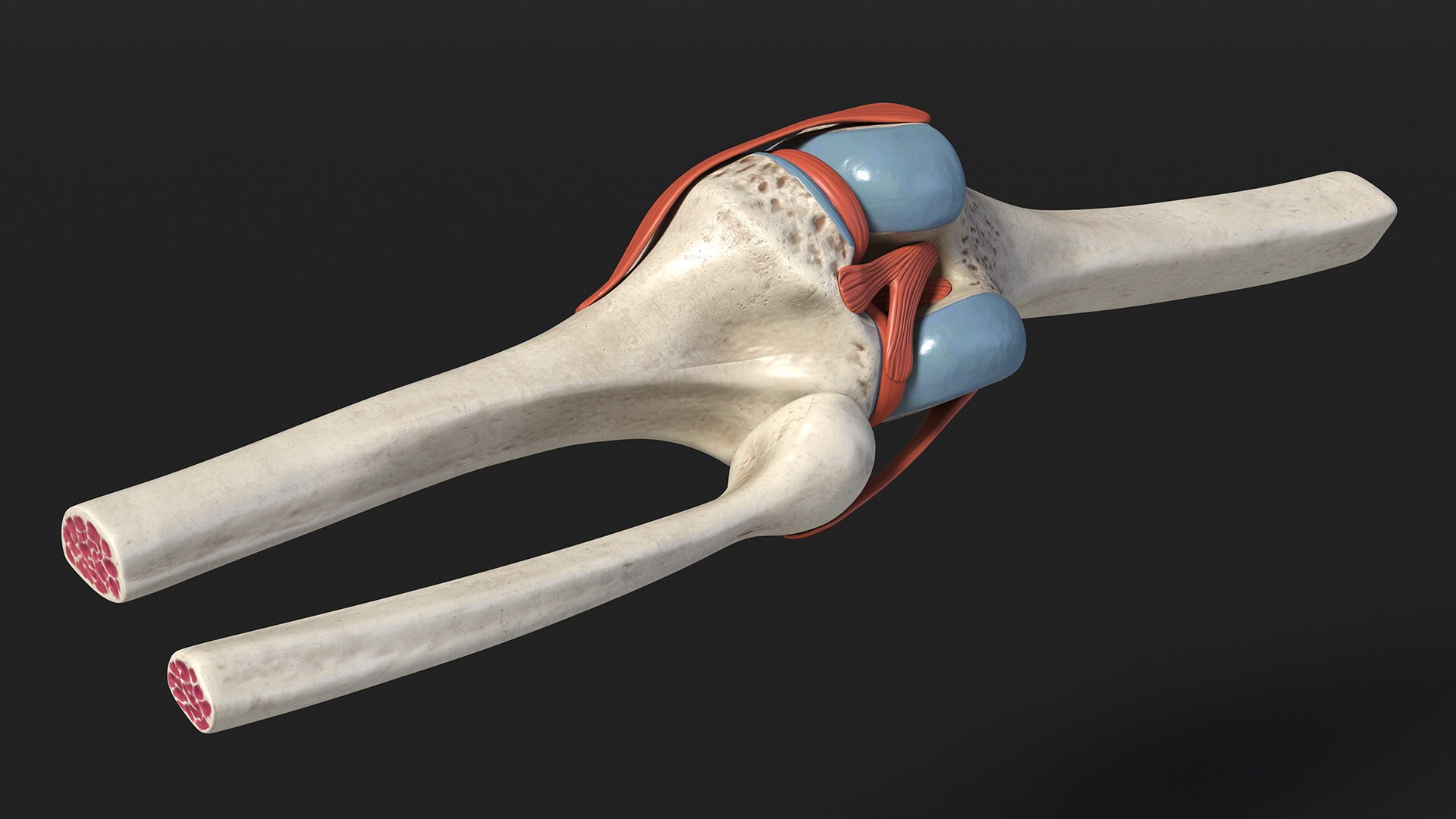 3D Knee Joint Model Rigged https://p.turbosquid.com/ts-thumb/zi/4PL5cK/4R/kneejointmodelriggedmb3dmodel007/jpg/1719639197/1920x1080/fit_q87/899f382ea0aef4cf8f66c96e15414eca29147570/kneejointmodelriggedmb3dmodel007.jpg