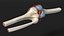 Knee Joint Model Rigged