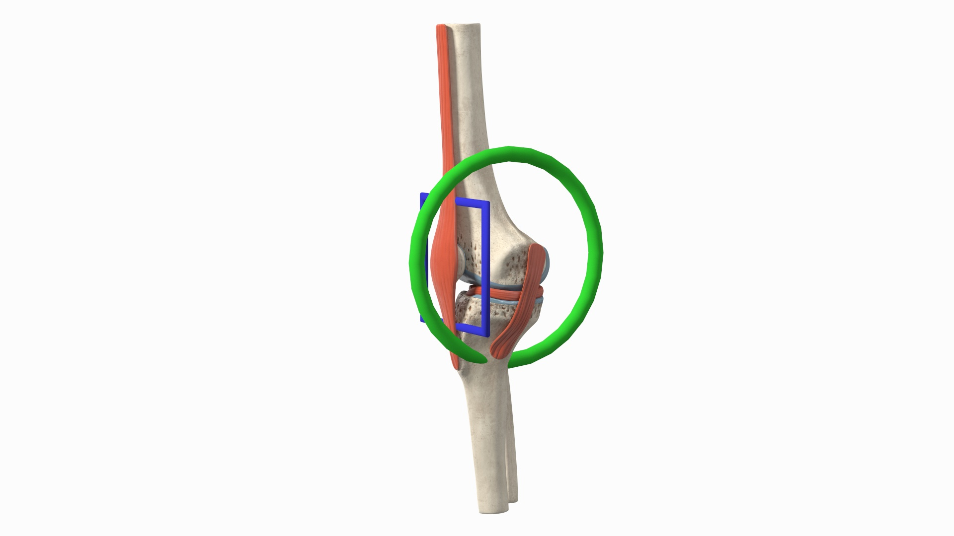 3D Knee Joint Model Rigged https://p.turbosquid.com/ts-thumb/zi/4PL5cK/4i/knee_joint_model_rigged_362/jpg/1719639011/1920x1080/turn_fit_q99/cea5f68ed03ffeee325b55aad25575ab43e74b9e/knee_joint_model_rigged_362-1.jpg