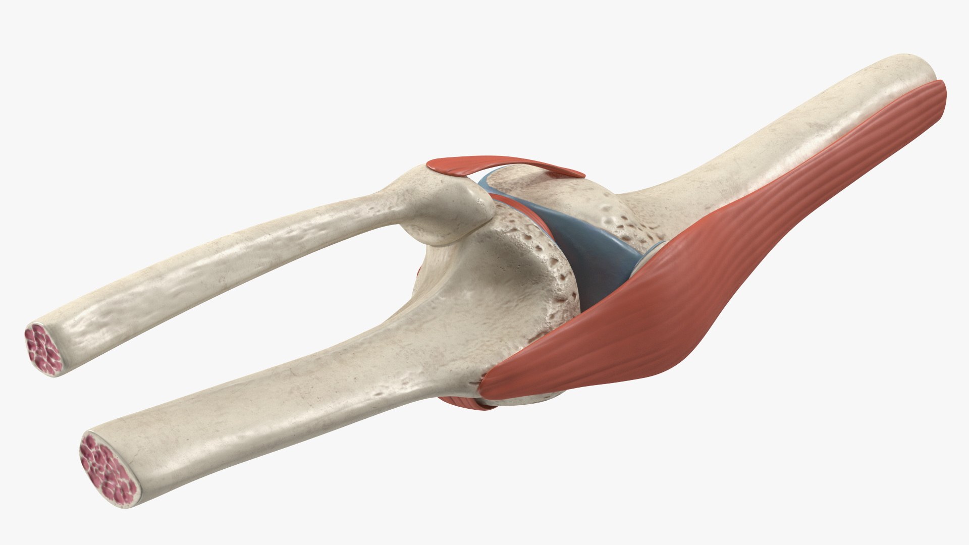 3D Knee Joint Model Rigged https://p.turbosquid.com/ts-thumb/zi/4PL5cK/75/kneejointmodelriggedmb3dmodel012/jpg/1719639215/1920x1080/fit_q87/eff31dd29ef5785a4864803eafc5b072a178719e/kneejointmodelriggedmb3dmodel012.jpg