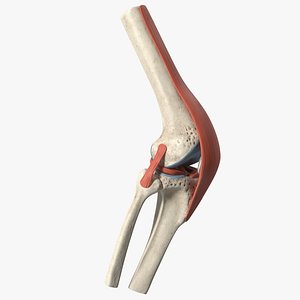Knee Joint Model Rigged