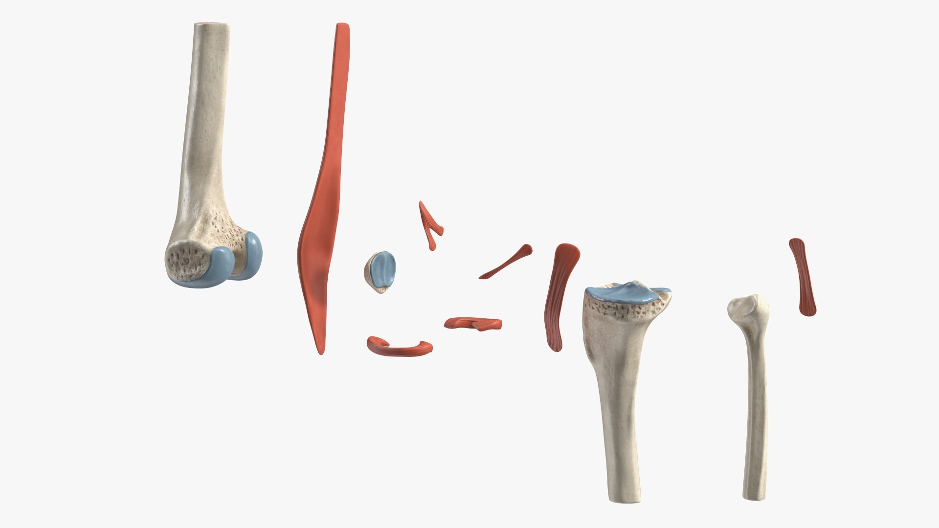 3D Knee Joint Model Rigged https://p.turbosquid.com/ts-thumb/zi/4PL5cK/Ck/kneejointmodelriggedmb3dmodel010/jpg/1719639208/1920x1080/fit_q87/9d50649f96889d46504f9912e6dec5773189105e/kneejointmodelriggedmb3dmodel010.jpg