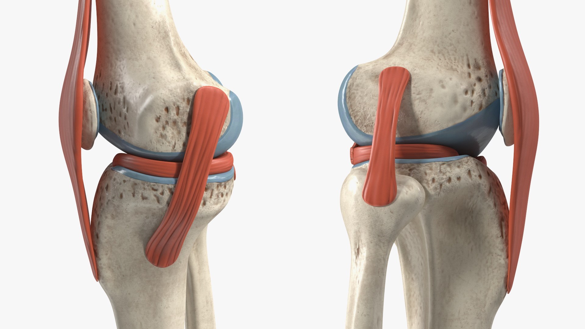 3D Knee Joint Model Rigged https://p.turbosquid.com/ts-thumb/zi/4PL5cK/EG/kneejointmodelriggedmb3dmodel014/jpg/1719639222/1920x1080/fit_q87/0a494af45a27d65e1513322adc91b6245cb67c14/kneejointmodelriggedmb3dmodel014.jpg