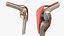 Knee Joint Model Rigged