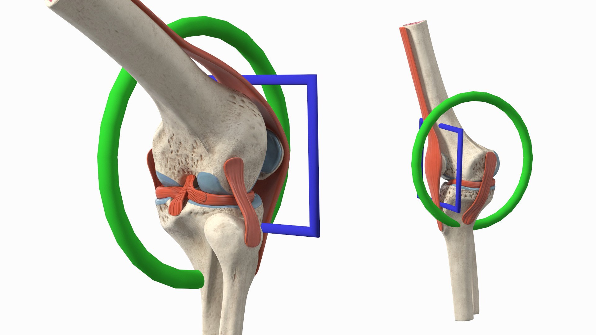 3D Knee Joint Model Rigged https://p.turbosquid.com/ts-thumb/zi/4PL5cK/bw/kneejointmodelriggedmb3dmodel002/jpg/1719639174/1920x1080/fit_q87/058f9b1ca3a3d37f15c5bc45335d50953cd86806/kneejointmodelriggedmb3dmodel002.jpg