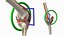 Knee Joint Model Rigged